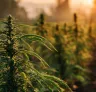 Onderzoek: Milieu-impact van cannabisteelt