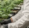 Onderzoek naar Opbrengst, THC-niveaus en Genetica bij Binnenwietteelt