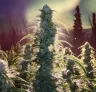 Onderzoek: Hoe koudestress cannabisgroei beïnvloedt