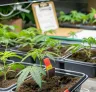 Studie: Hoe stikstofniveaus de CBD-cannabisopbrengst beïnvloeden