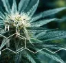 Studie: Kwantificering van THC-niveaus in verschillende variëteiten van Cannabis Sativa