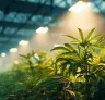 Studie: De impact van hoge lichtintensiteiten in de vegetatieve fase