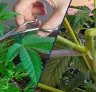 Super Cropping vs. Topping: Welke techniek levert hogere cannabisopbrengsten op?