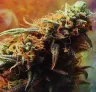 De ware link tussen de effecten, smaken en chemische samenstelling van cannabis onthuld