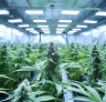 De 10 beste strains voor Sea of Green (SOG) in 2026: Expertgids voor opbrengst