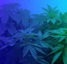 Top 5 makkelijkste gefeminiseerde cannabiszaden voor beginners