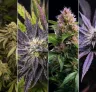 Top 6 meest ontspannende indica soorten voor slaap en stressvermindering