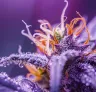 Terpenen uitgelegd: hoe je de best smakende soorten kweekt