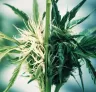 Hoe nieuwe cannabissoorten ontstaan met Cannabishybridisatie
