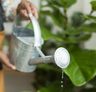 Hoeveel water voor een Autoflower in een 20L Pot?