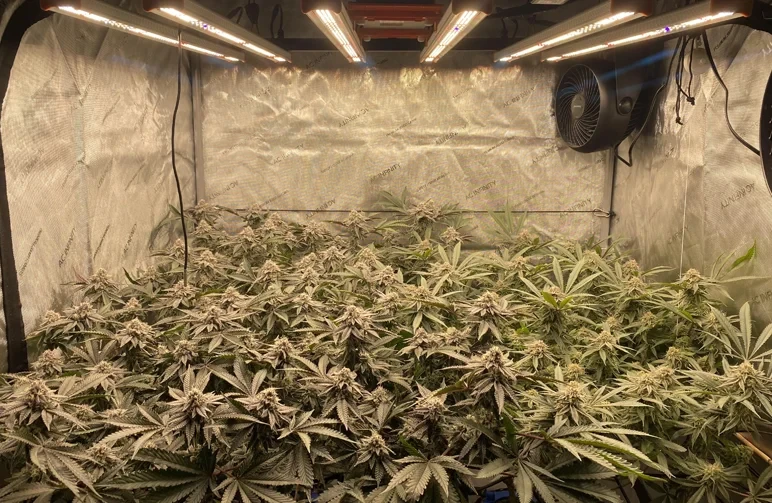 Geavanceerde training van cannabisplanten: de ultieme gids om de opbrengst te maximaliseren