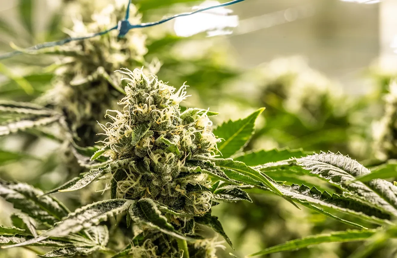 Vastgelopen groei naar explosieve opbrengsten: een gids voor grotere, dichtere autoflower-toppen