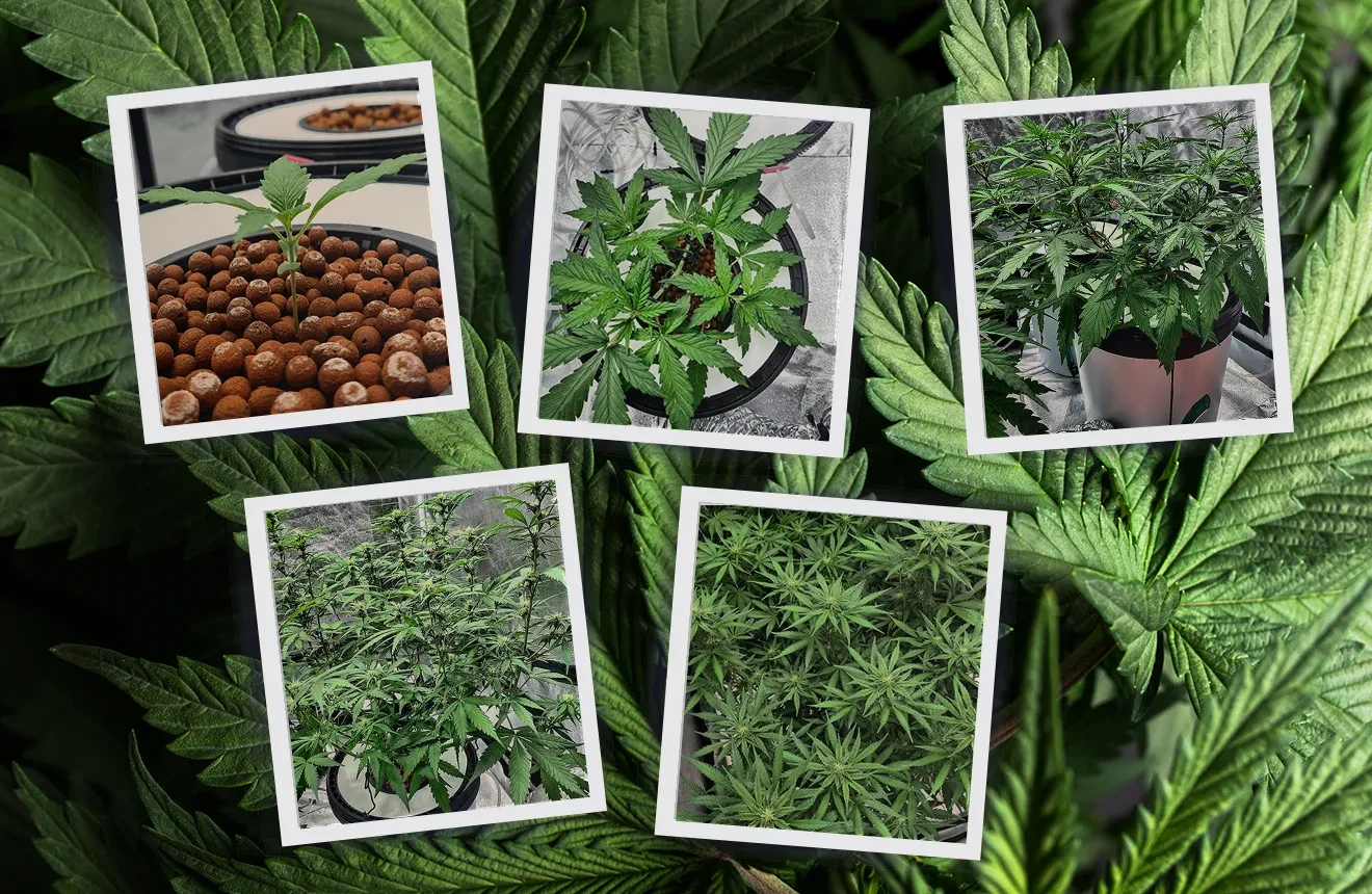 Autoflower levenscyclus met week-tot-week foto's