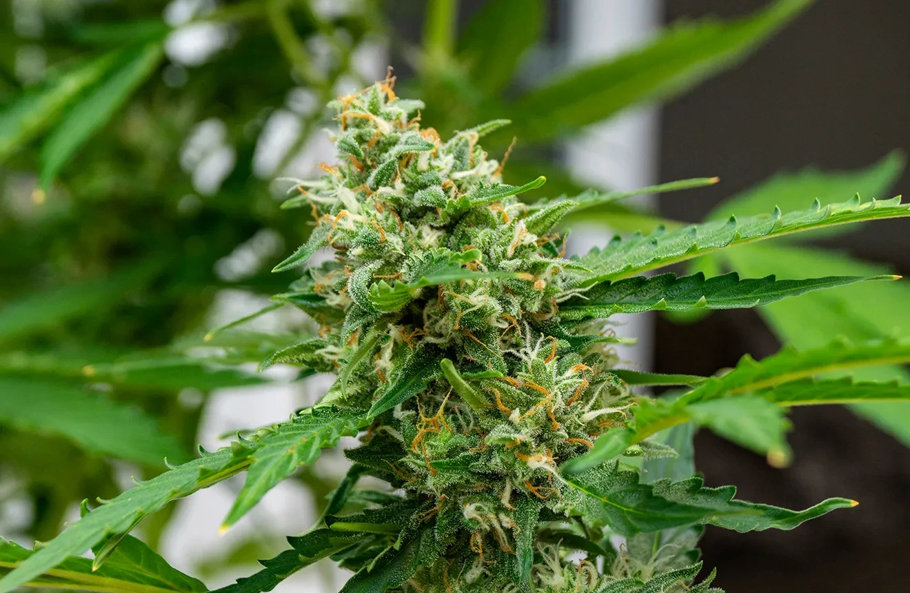 Autoflower-voedingsstoffen: de complete gids & voedingsschema voor grotere opbrengsten