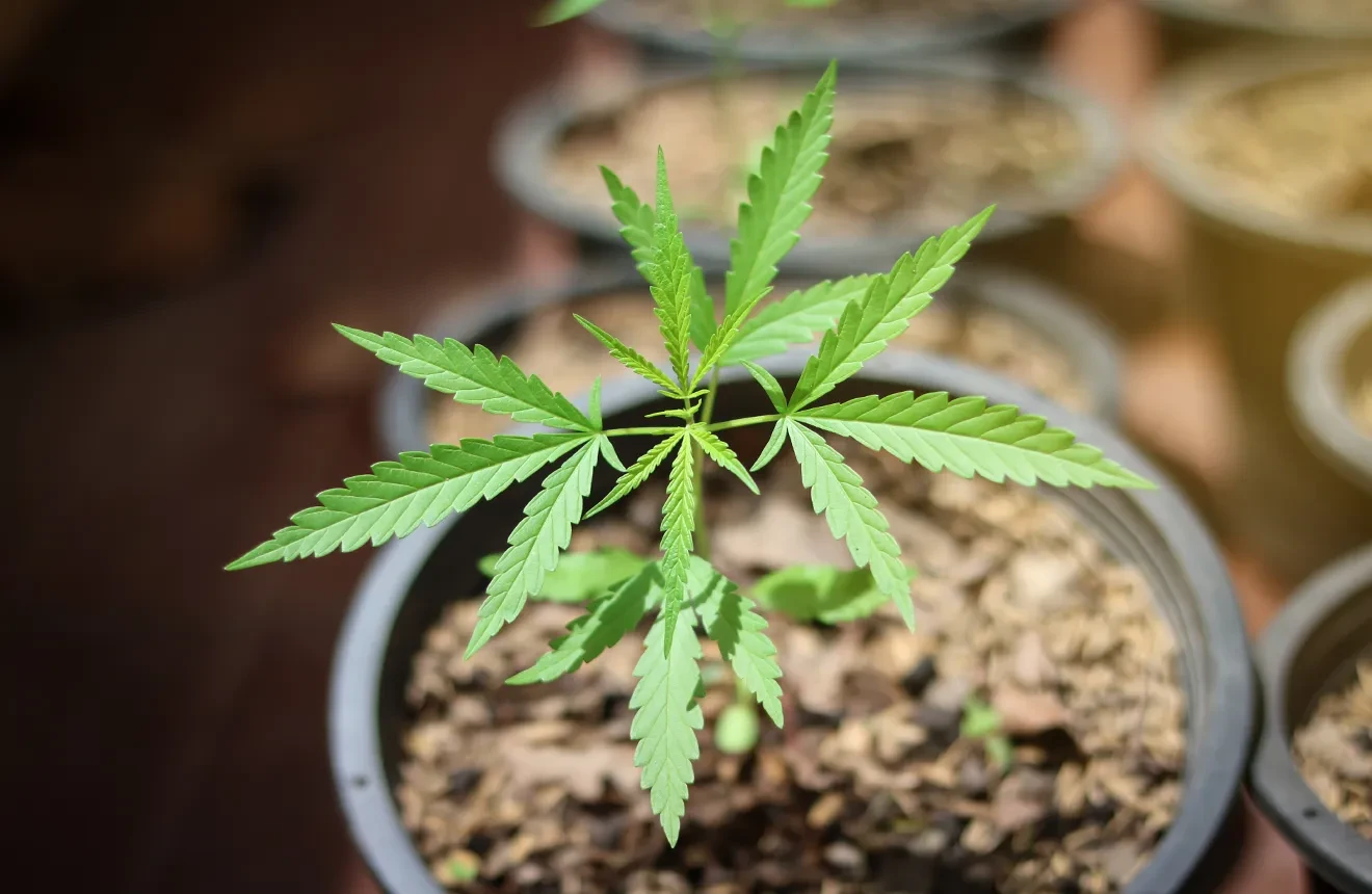 The Ultieme Autoflower Potmaat Handleiding: Grotere opbrengsten, gezondere planten