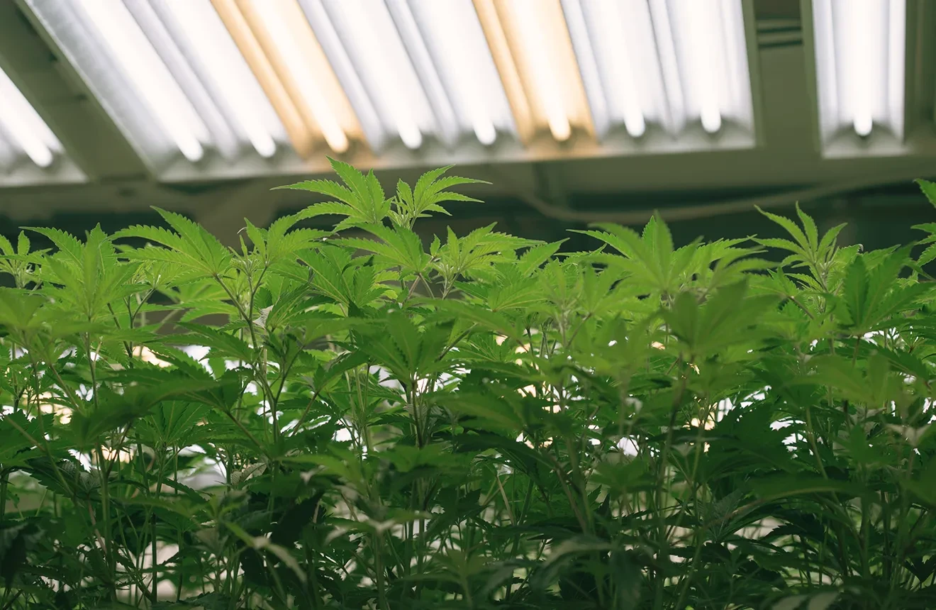 The Ultimate Autoflower Lichtschema Gids: Maximaliseer Je Opbrengsten