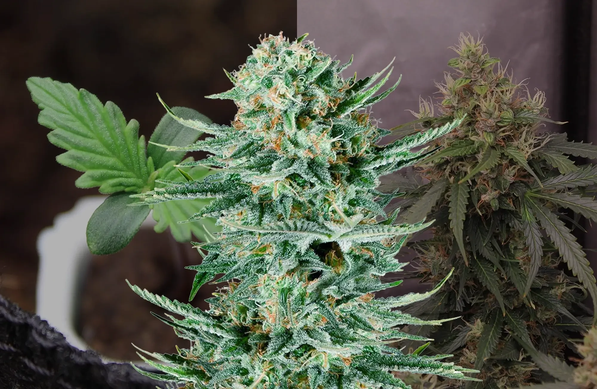 Blue Dream Auto Kweekdagboek van Week tot Week