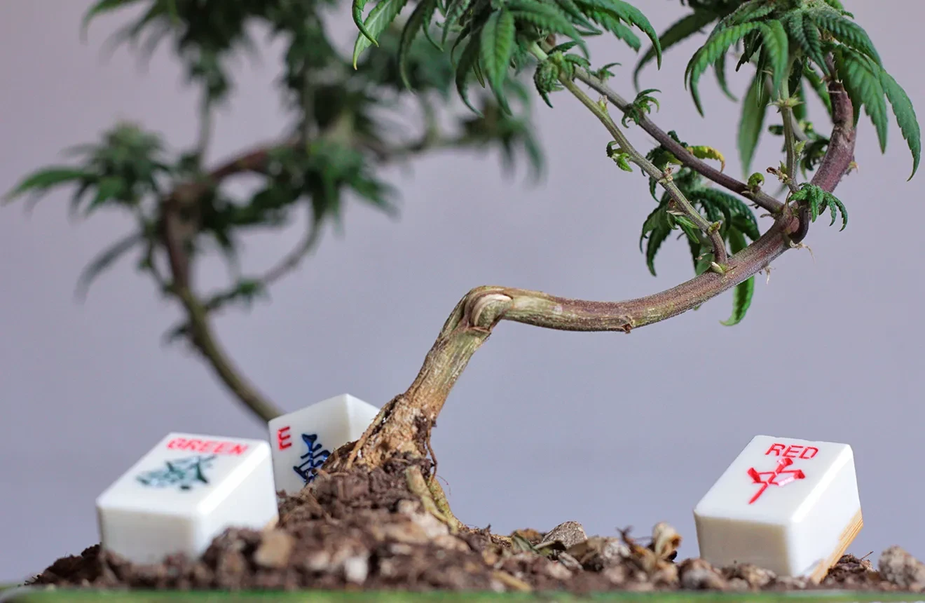 Bonsai wiet kweken, hoe doe je dat?