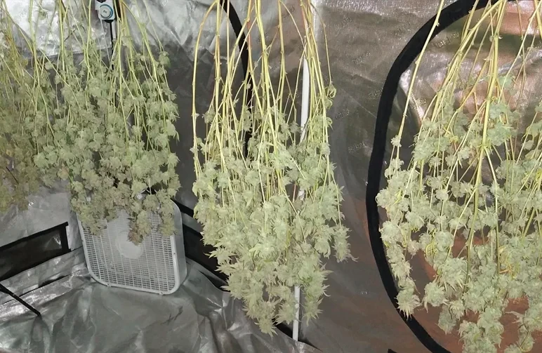 De complete gids voor het oogsten, trimmen, drogen en curen van cannabis (2026)