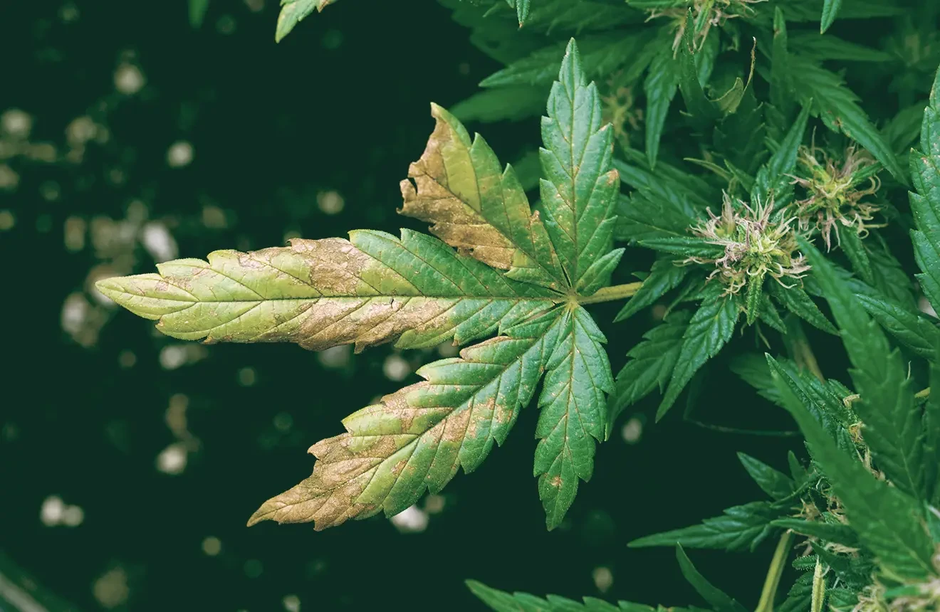 Cannabisvoedingstekorten en -toxiciteiten: een praktijkgerichte gids voor snelle diagnose en oplossingen