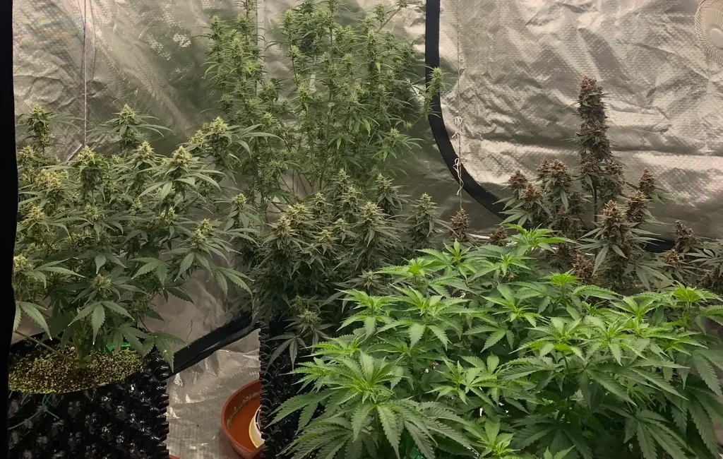 De ultieme gids voor cannabisgenetica, fenotypen en veredeling