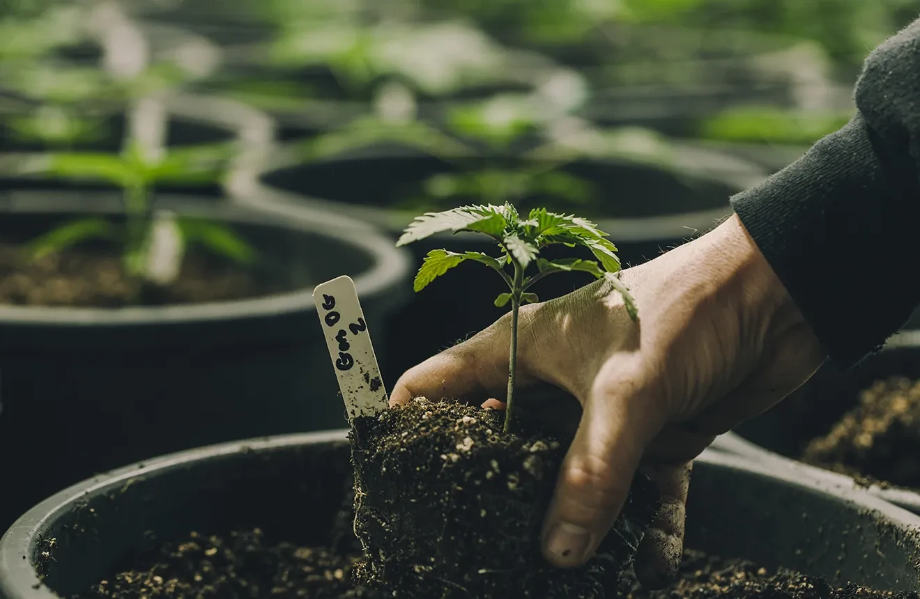Welke maat pot is geschikt voor een wietplant?