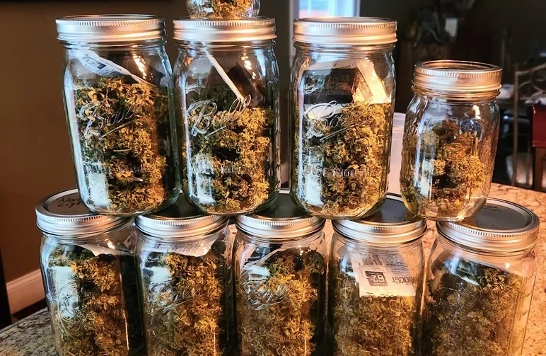 Hoe je uitgeharde buds bewaart voor langdurige versheid en potentie (zonder je terpenen om zeep te helpen)