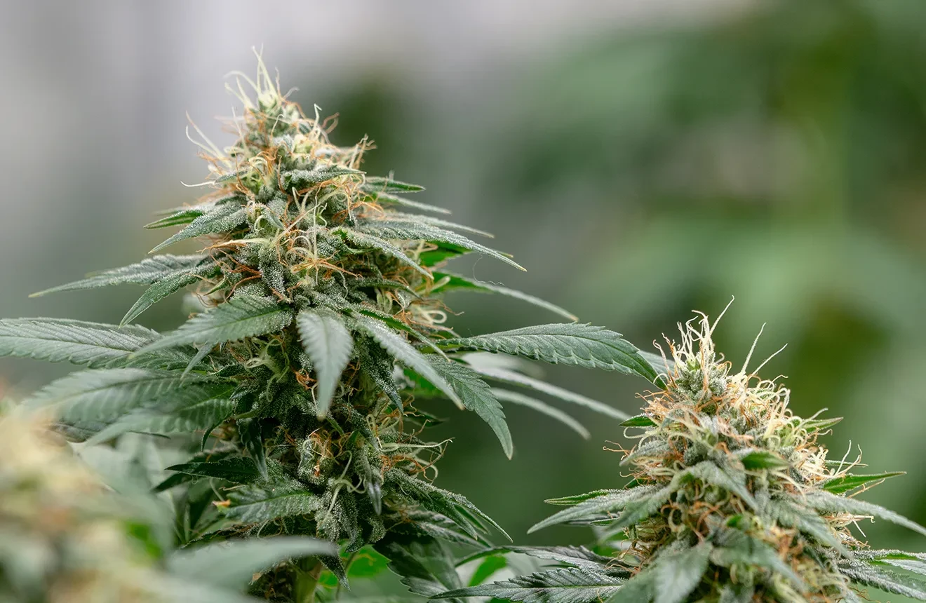 5 Autoflower Soorten Voor Een Snelle Kweek ⌛