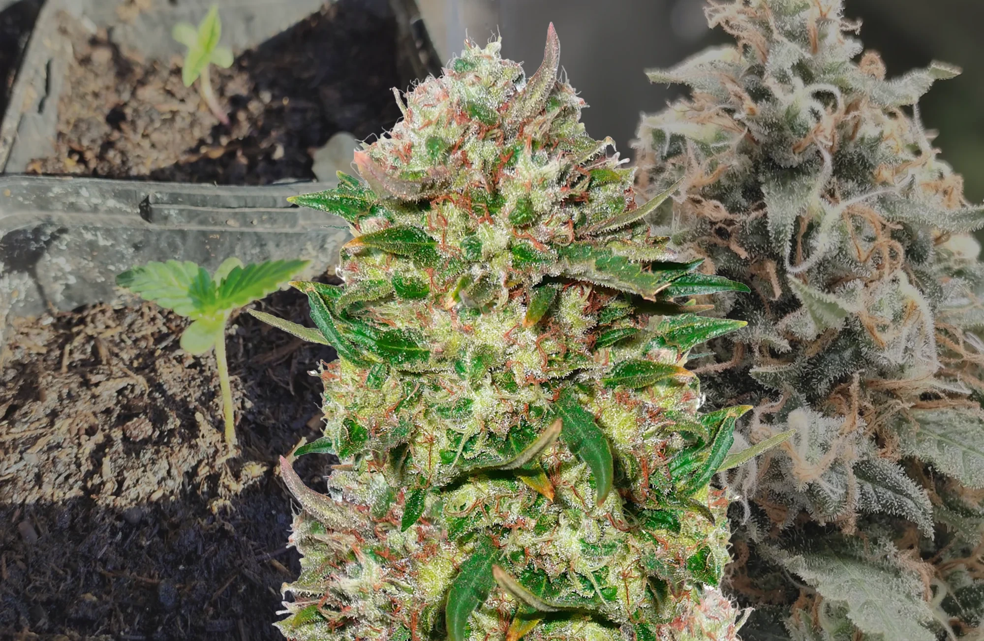 24K Gold – Week-voor-week kweekdagboek & strain review