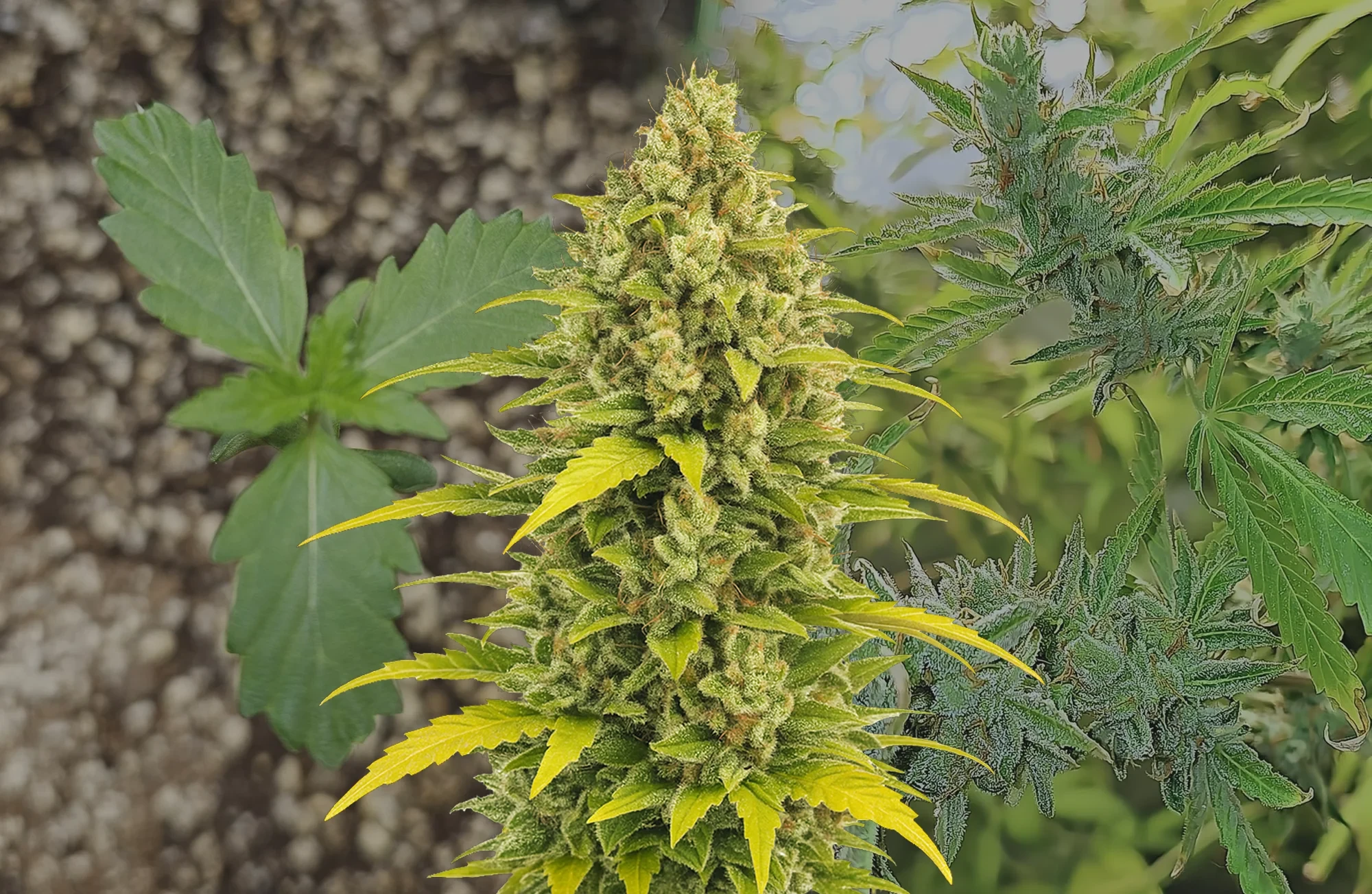 Acapulco Gold Auto - Kweekdagboek per Week & Strain Review