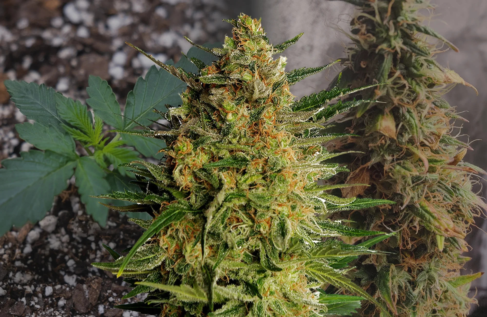 AK47 Auto Week-voor-Week Kweekdagboek