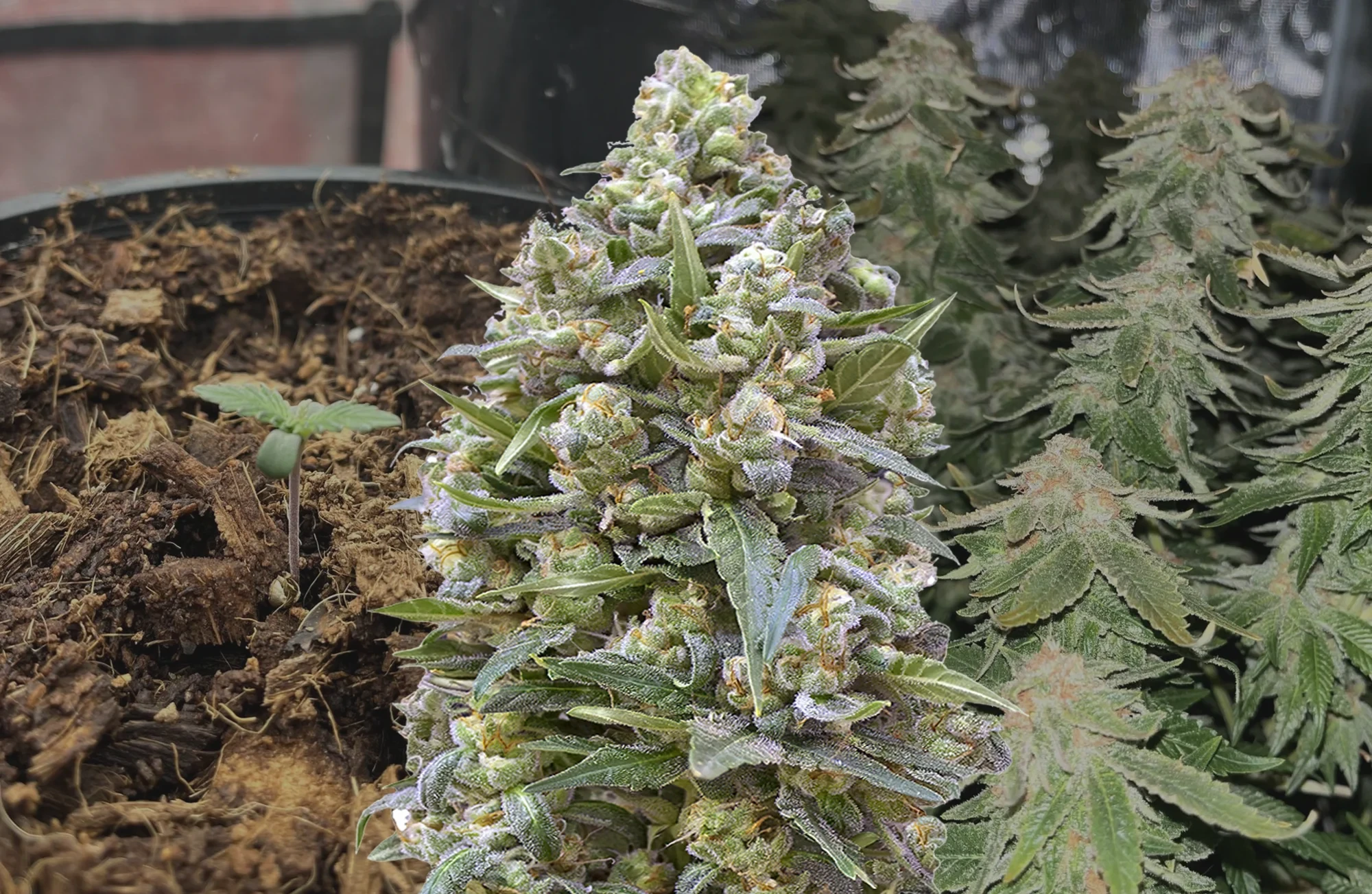 Alaskan Thunder Fuck – Kweekdagboek per Week & Strain Review