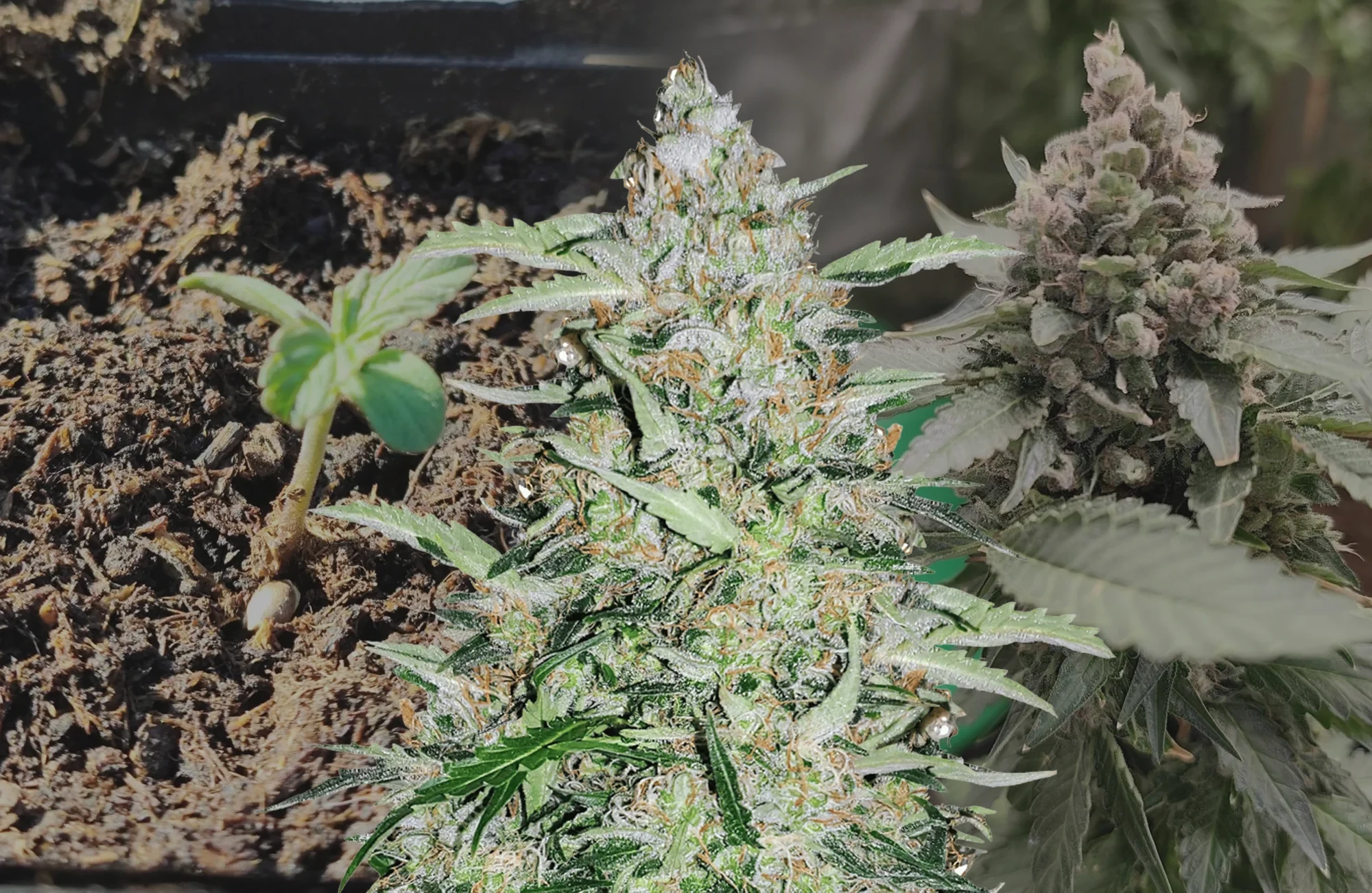 American Patriot - Kweekdagboek per Week & Strain Review