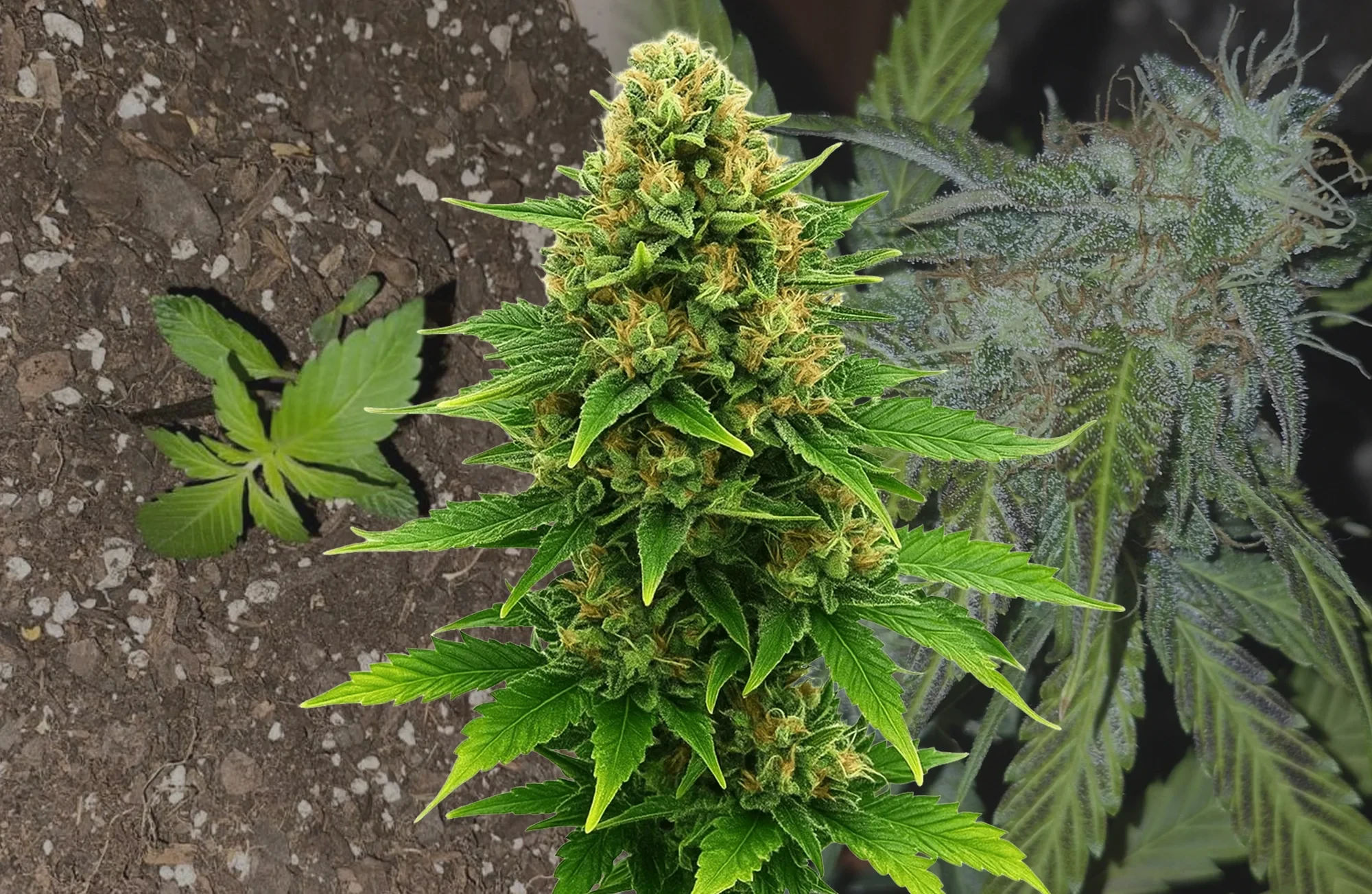 Amnesia Haze x Blueberry Auto – Kweekdagboek per Week & Strain Review