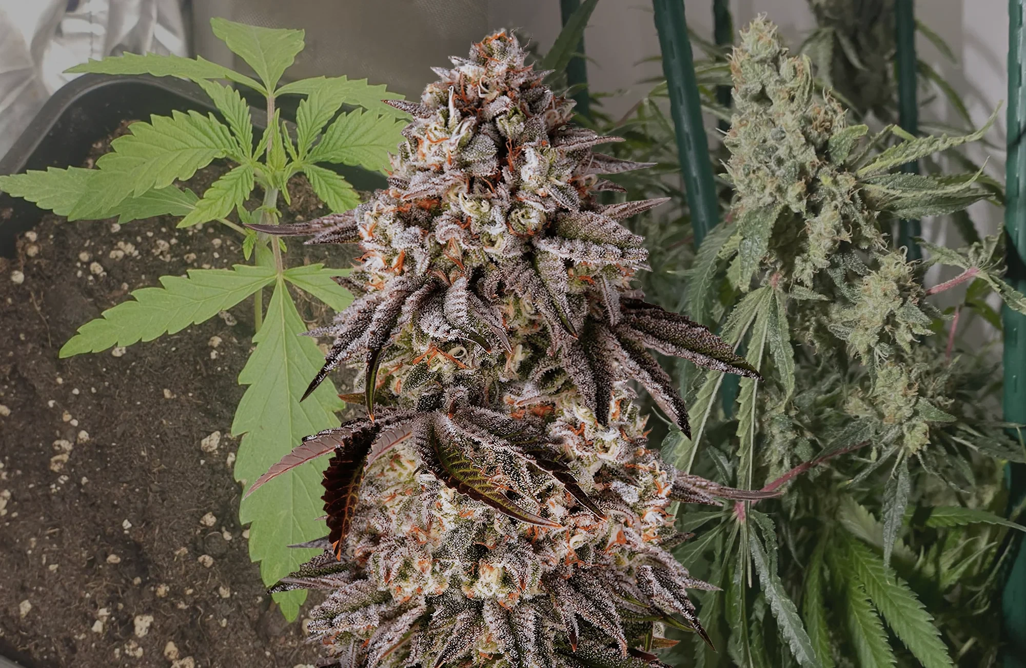 Black Runtz - Kweekdagboek per Week & Strain Review