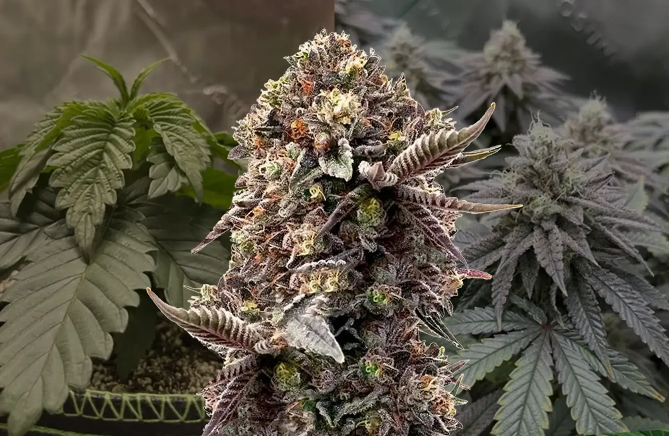 Blackberry Moonrocks Kweekdagboek van Week tot Week
