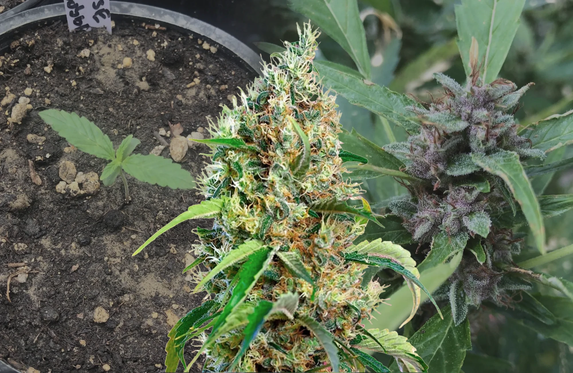 Bubblegum - Kweekdagboek per Week & Strain Review