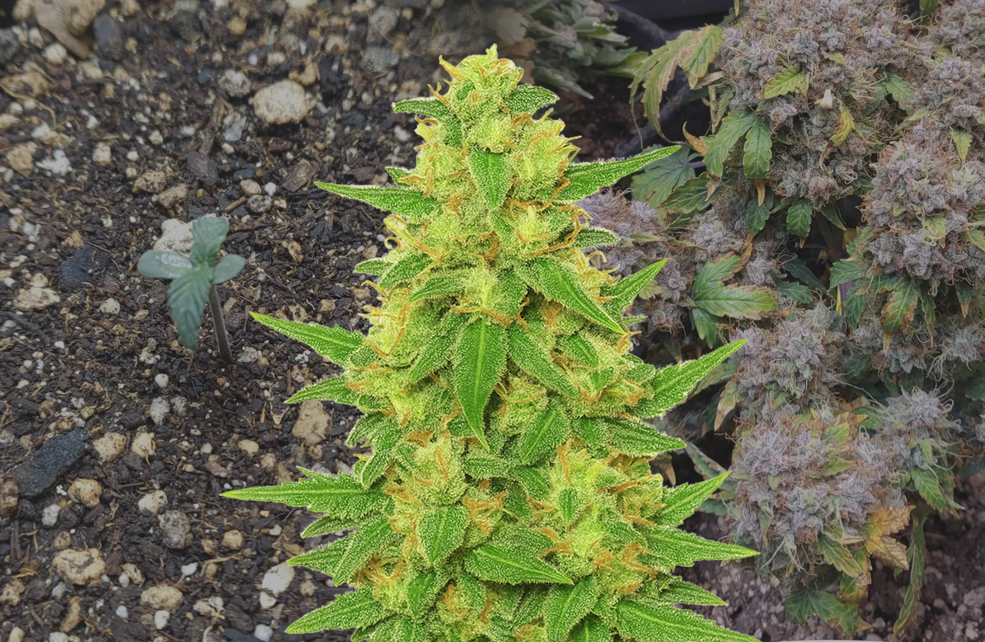 C. Banana Auto – Week-voor-week kweekdagboek & strain review