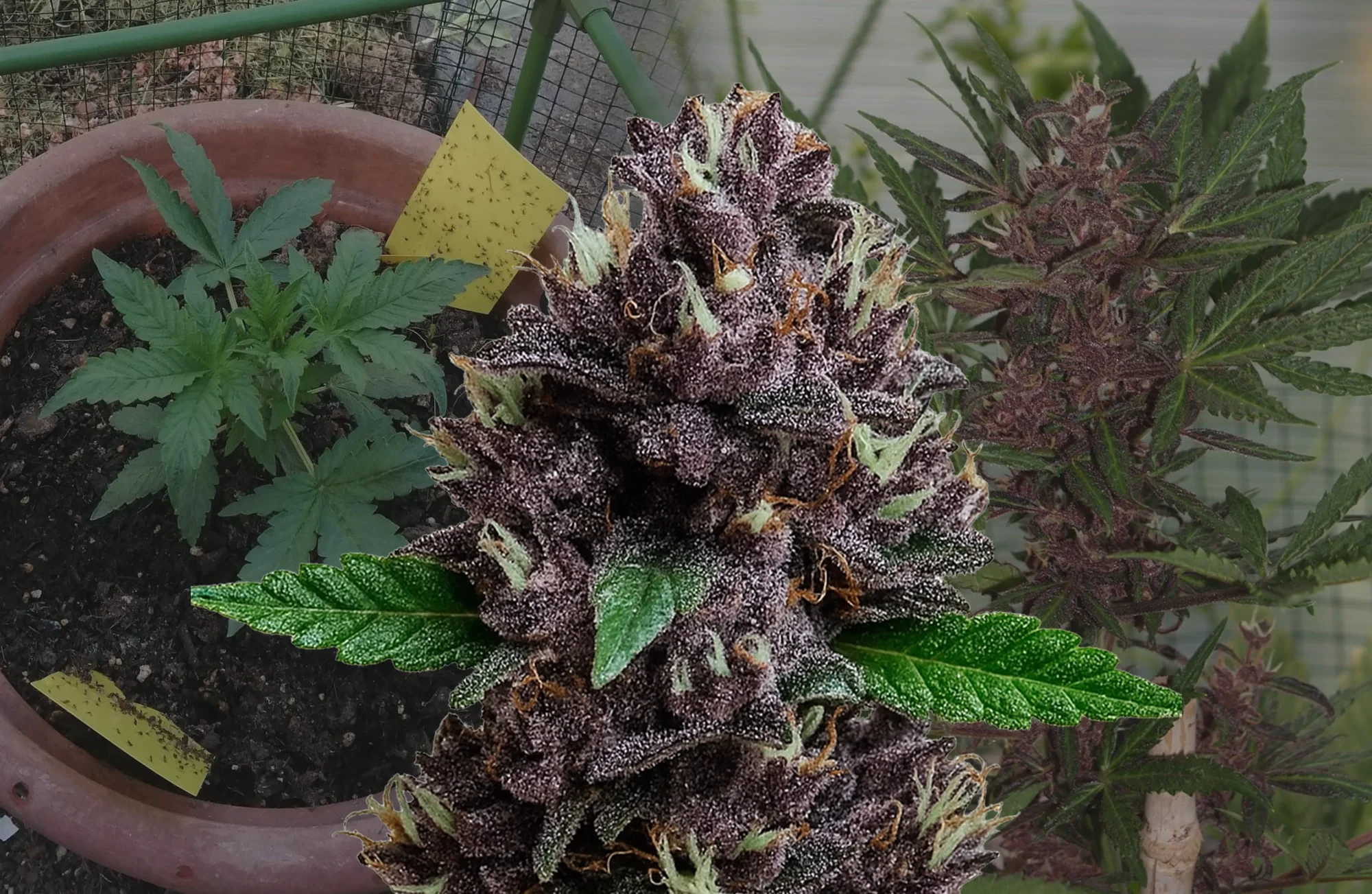 CBD Purple Kush Auto - Kweekdagboek per Week & Strain Review