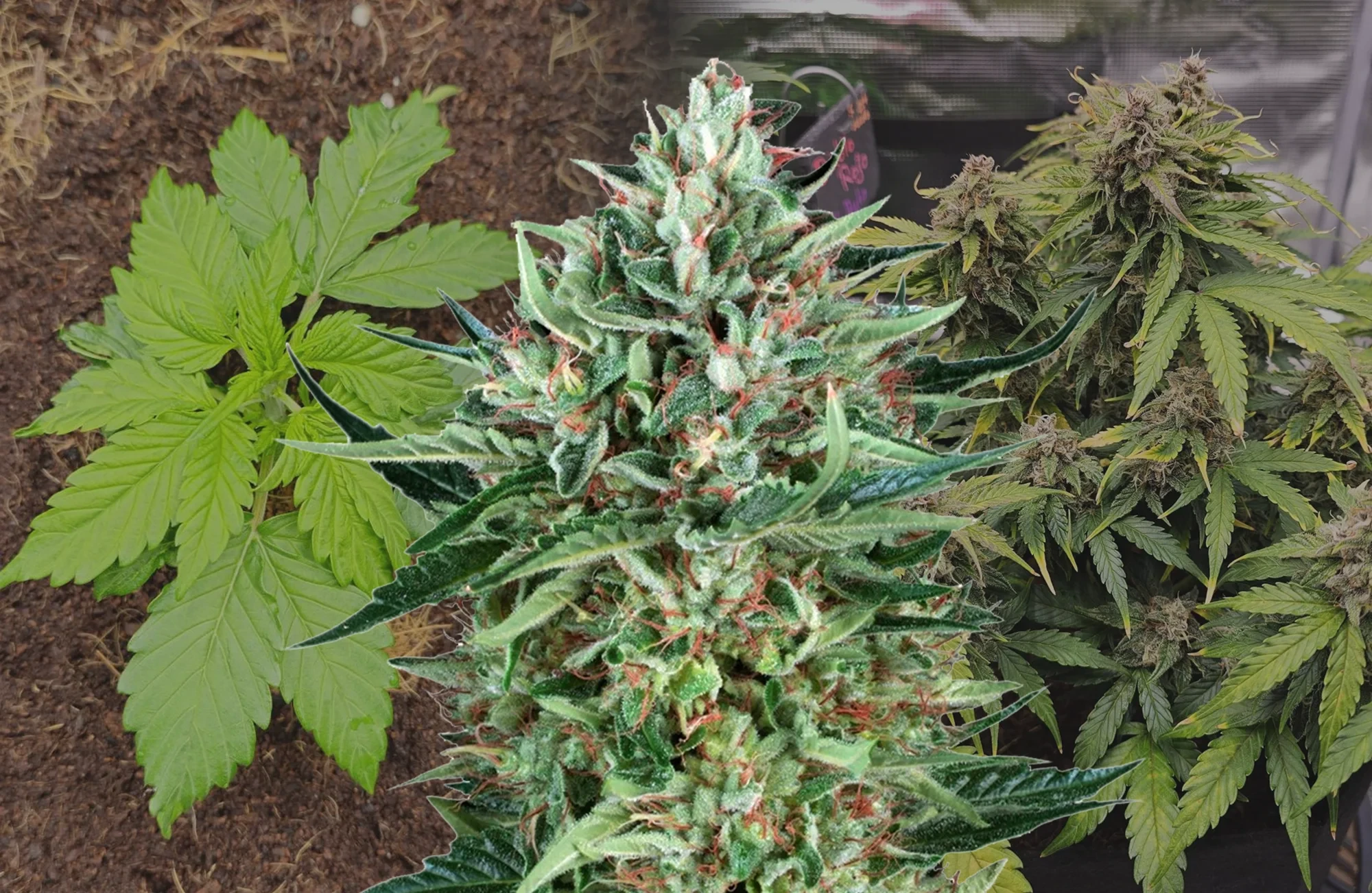 Cherry Pie Auto – Week-voor-week kweekdagboek & strain review