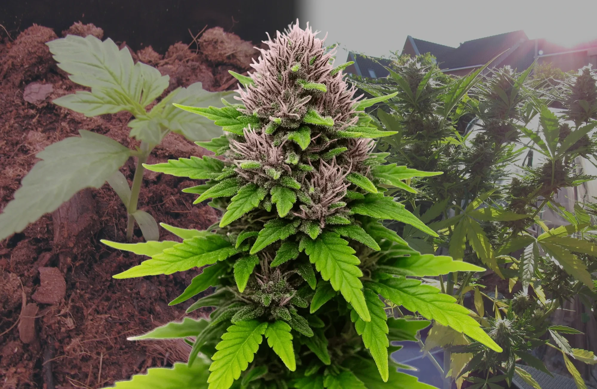 Critical Purple Auto - Kweekdagboek per Week & Strain Review