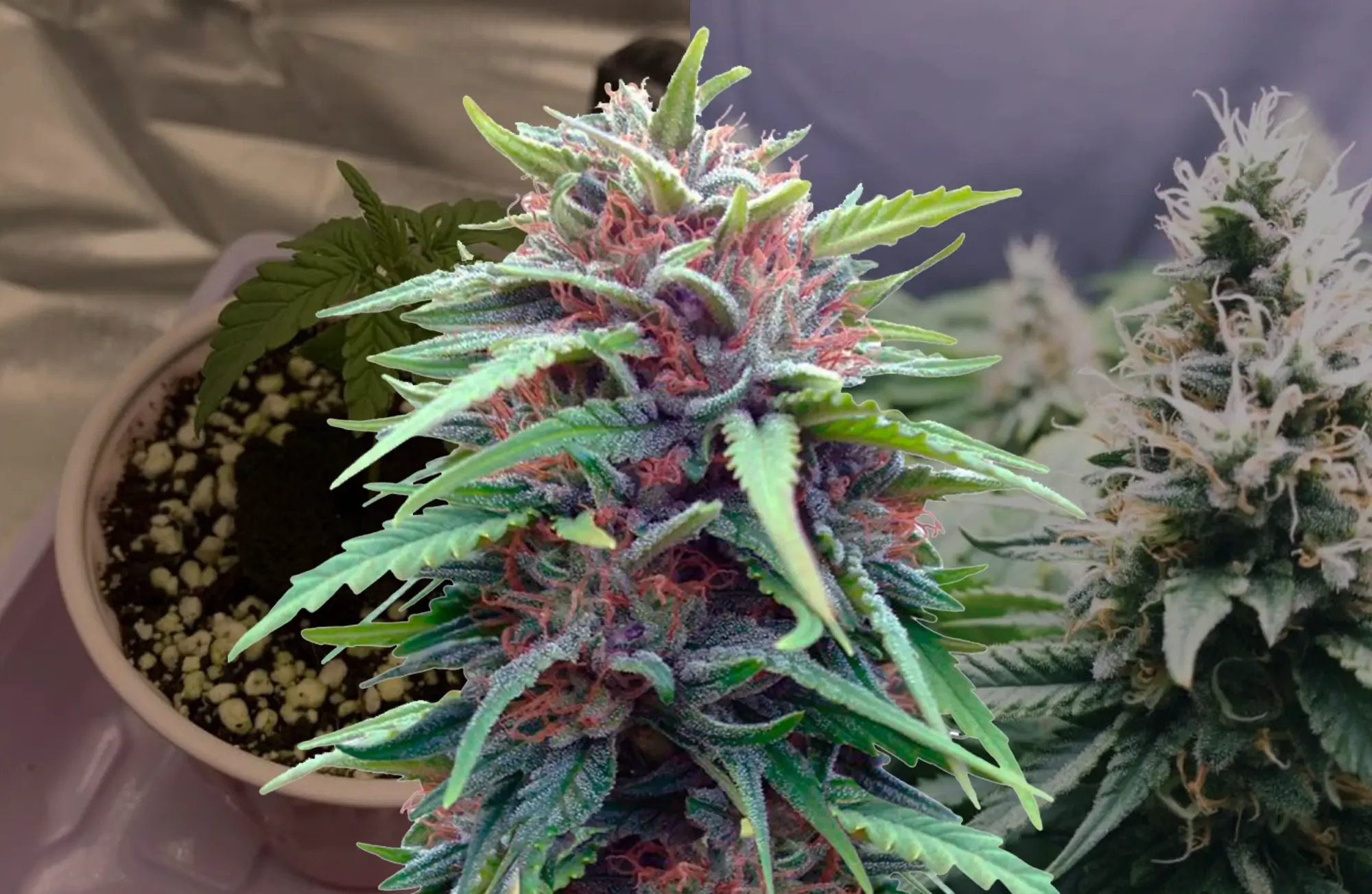 Durban Poison Week-voor-Week Kweekdagboek