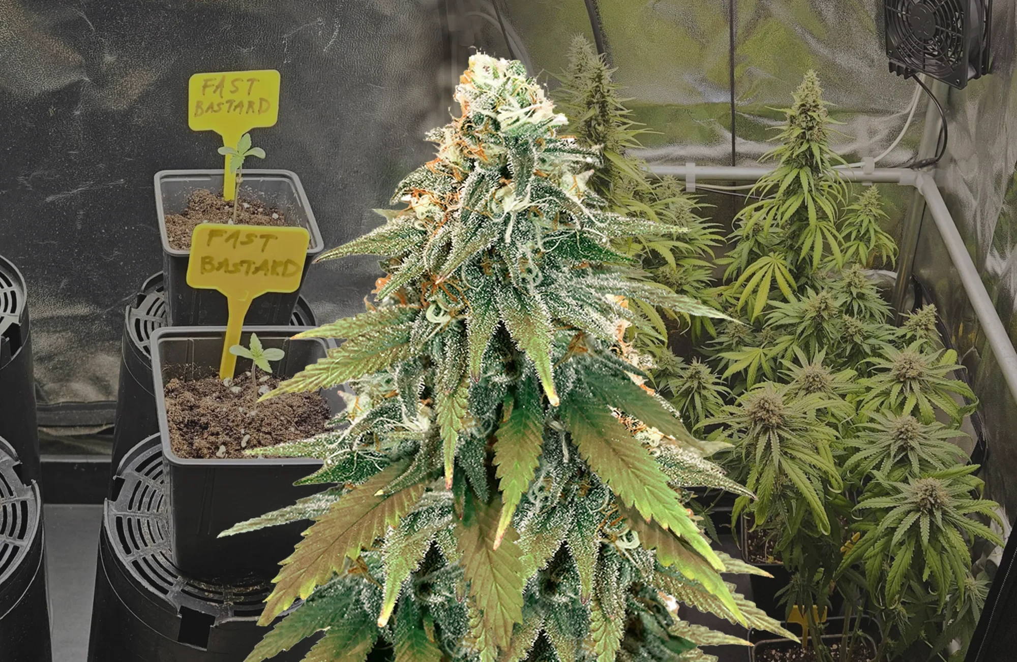 Fat Bastard – Week-voor-week kweekdagboek & strain review