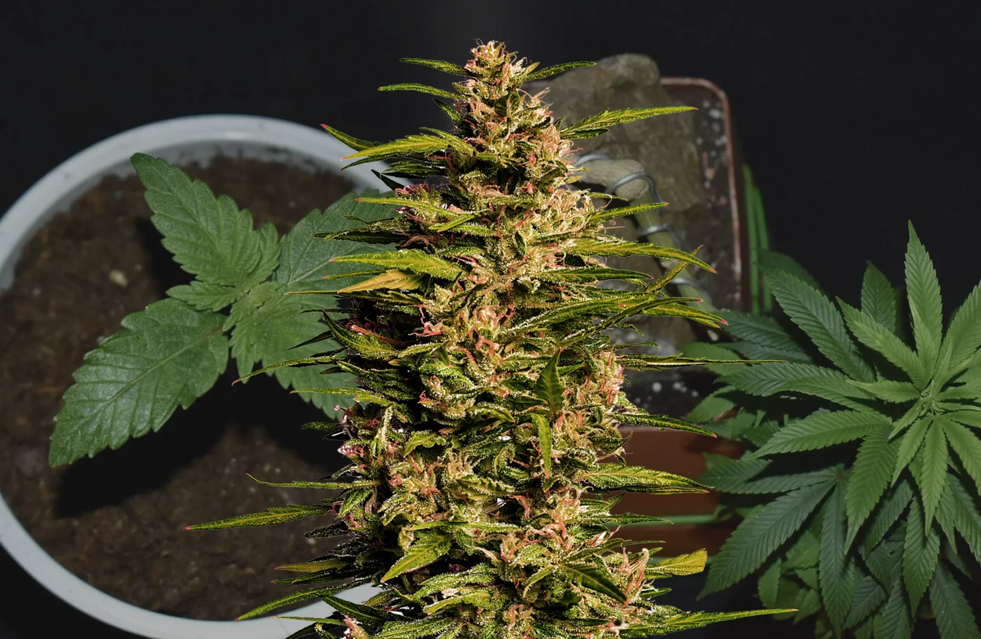 Fruity Pebbles - Kweekdagboek per Week & Strain Review