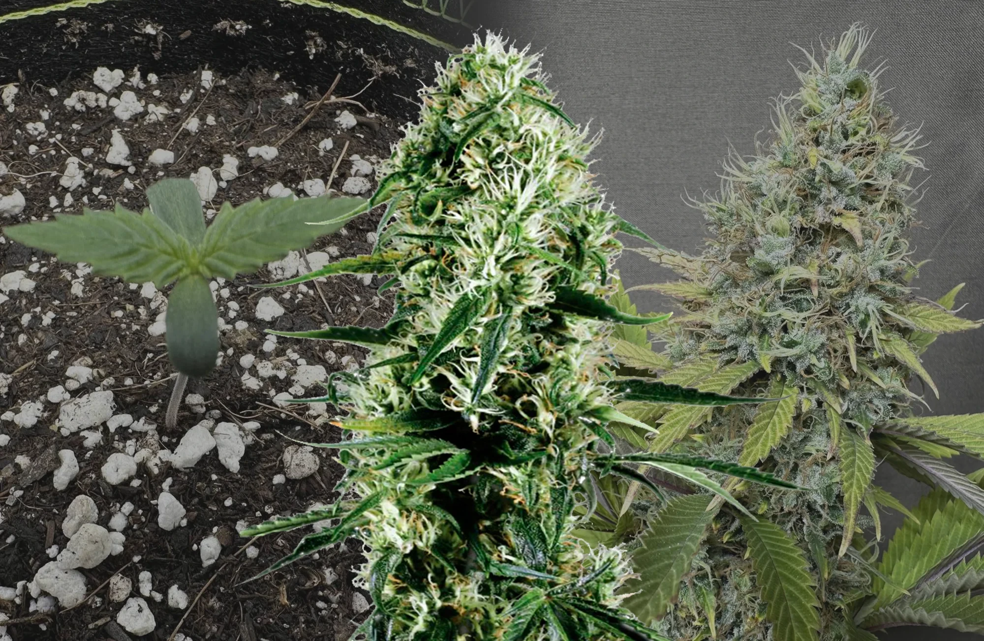 Ghost Train Haze - Kweekdagboek per Week & Strain Review