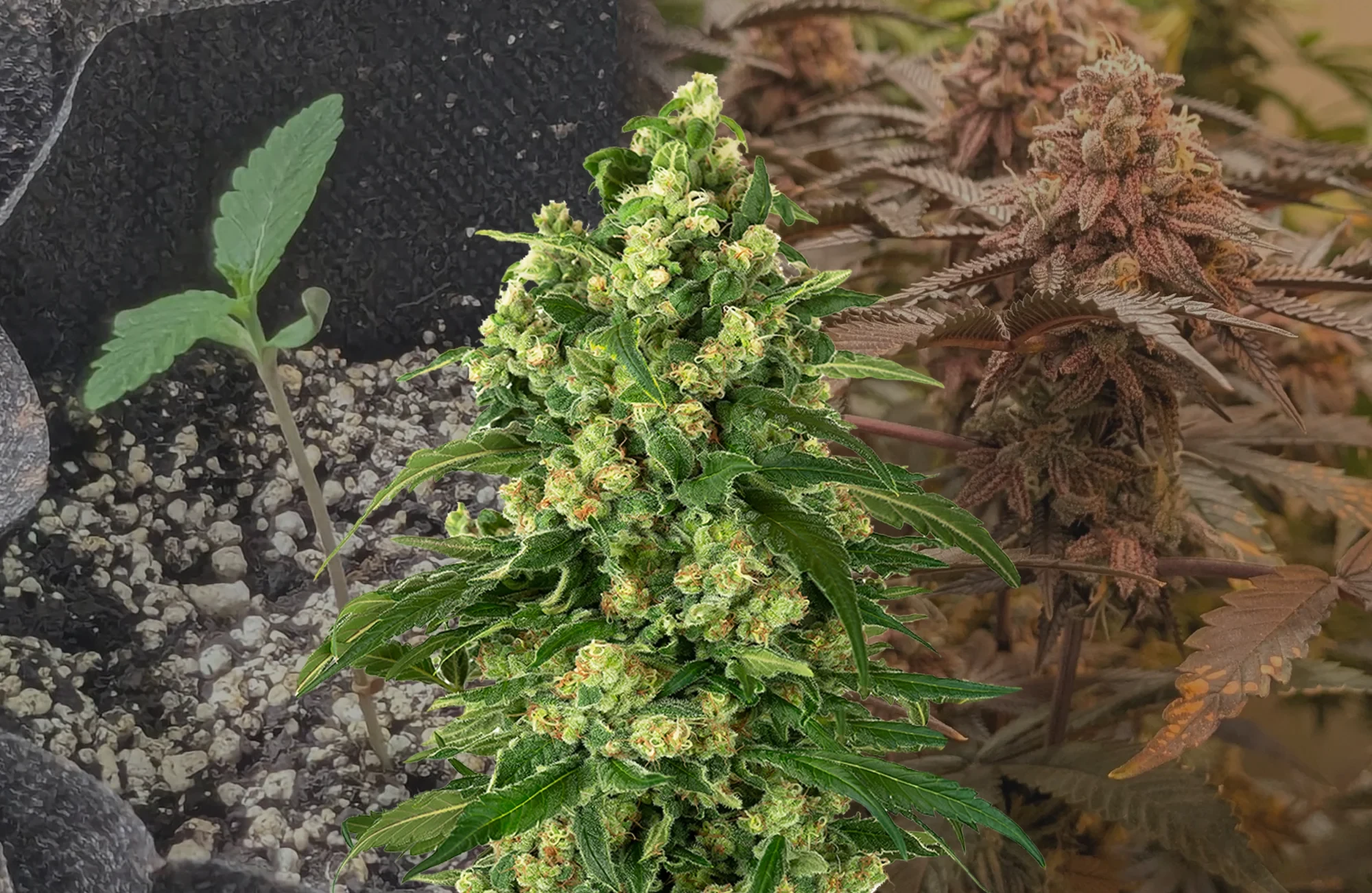 Girl Scout Cookies - Kweekdagboek per Week & Strain Review