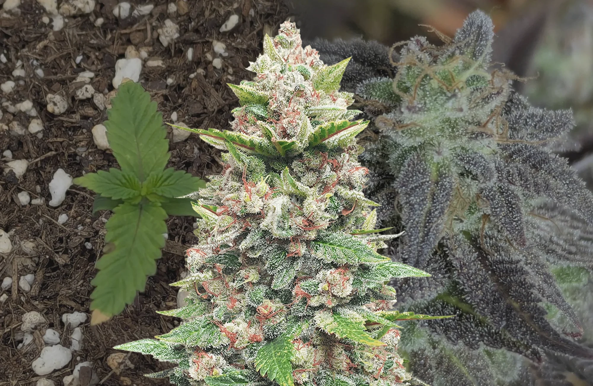 God's Gift - Kweekdagboek per Week & Strain Review