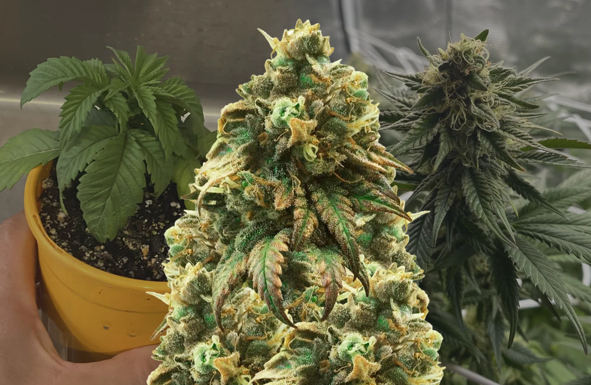 Green Crack Week-voor-Week Kweekdagboek