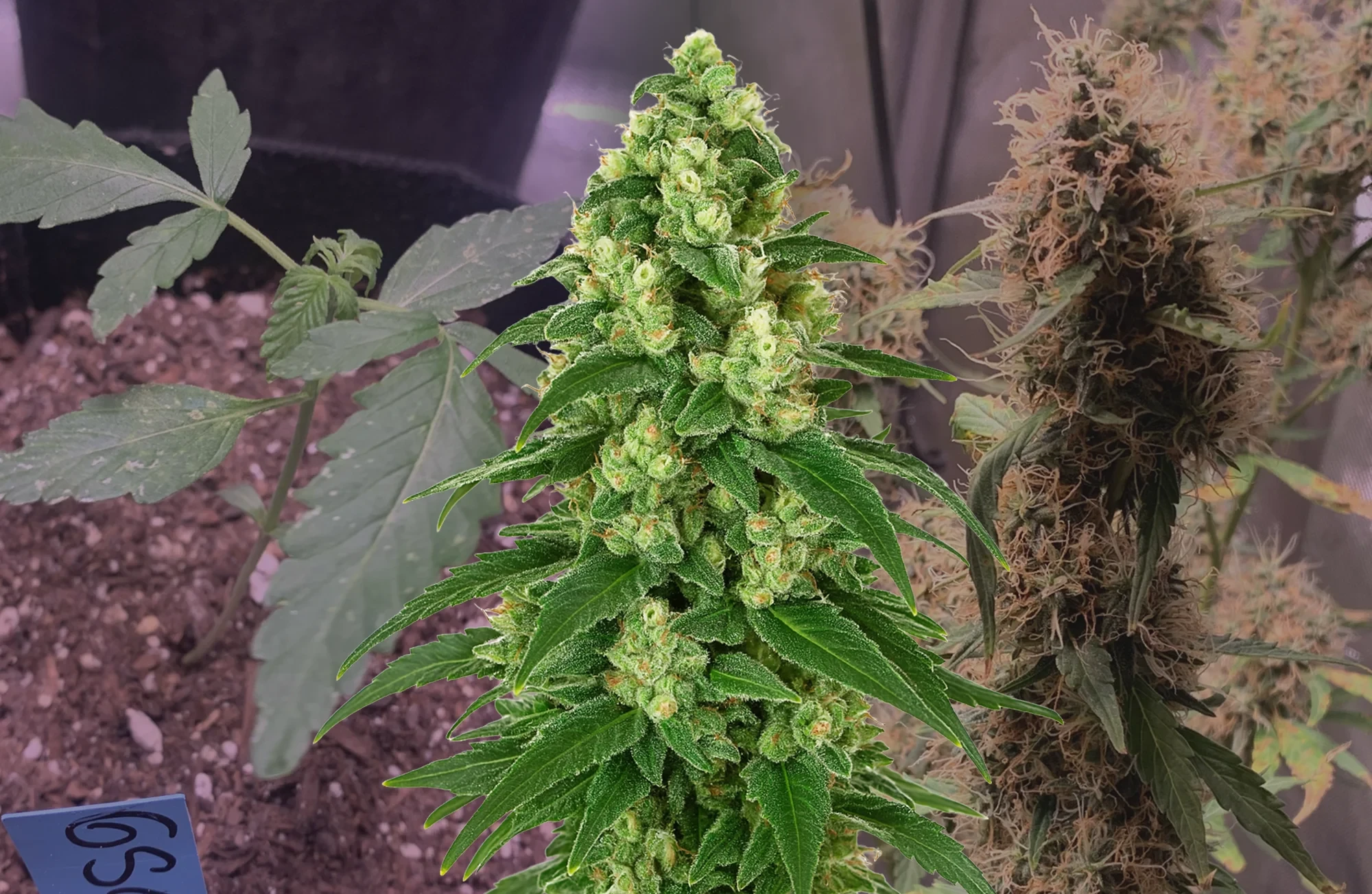 Girl Scout Cookies Auto Week voor Week Kweekdagboek