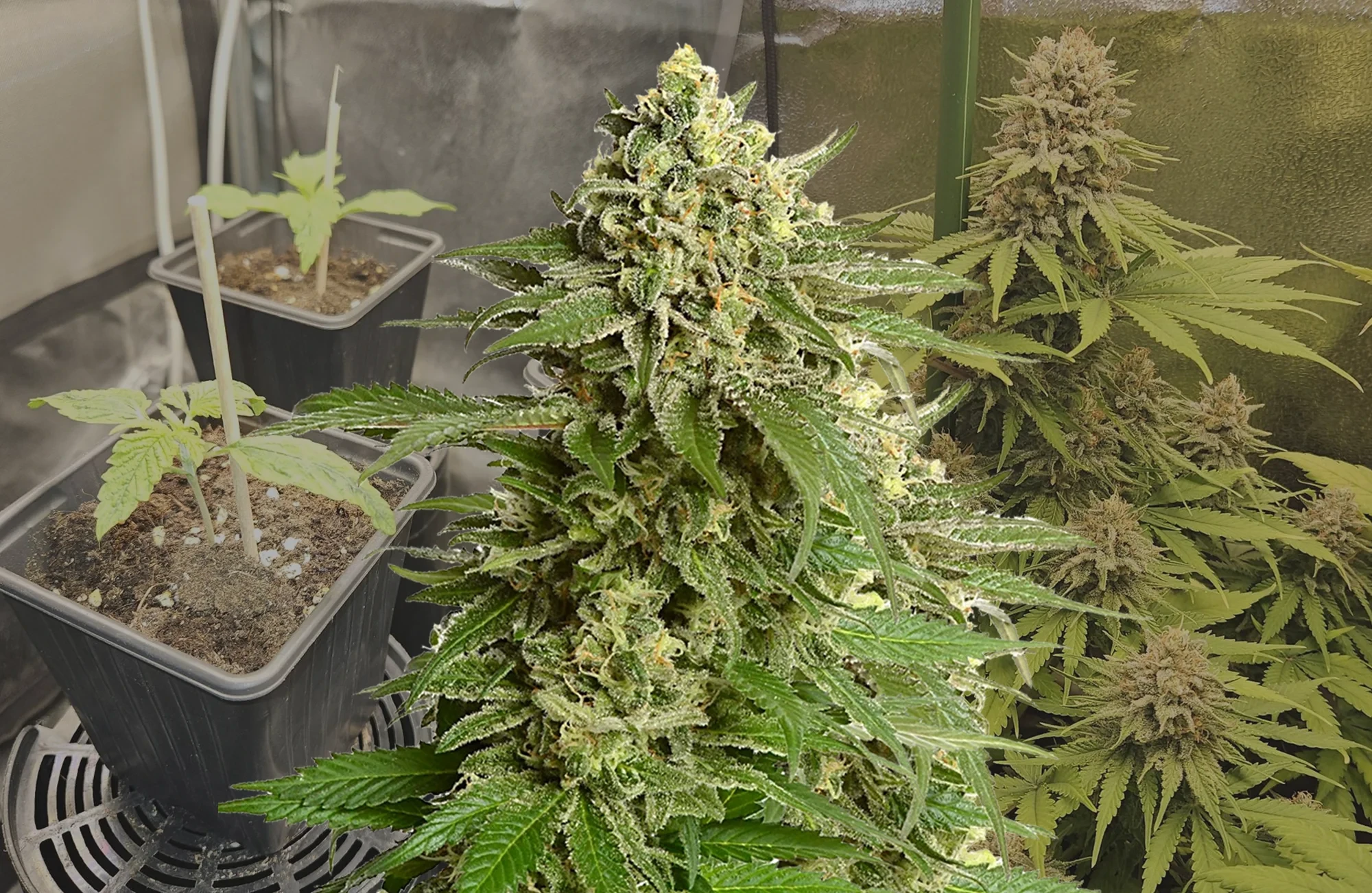 Haze #1 - Kweekdagboek per Week & Strain Review